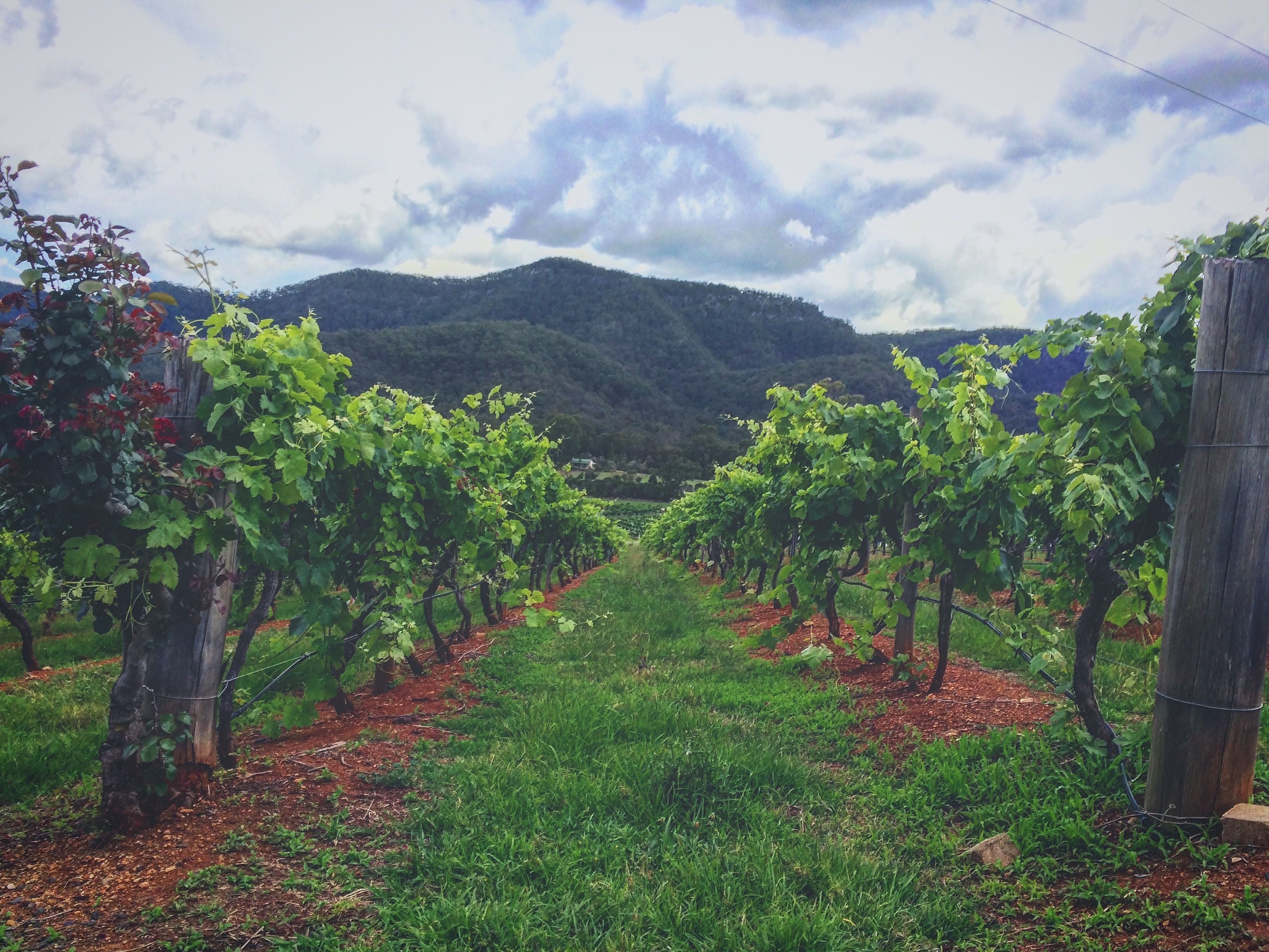 Hunter Valley Vineyard Group Bus Trips Image -5b1f2e340abf1